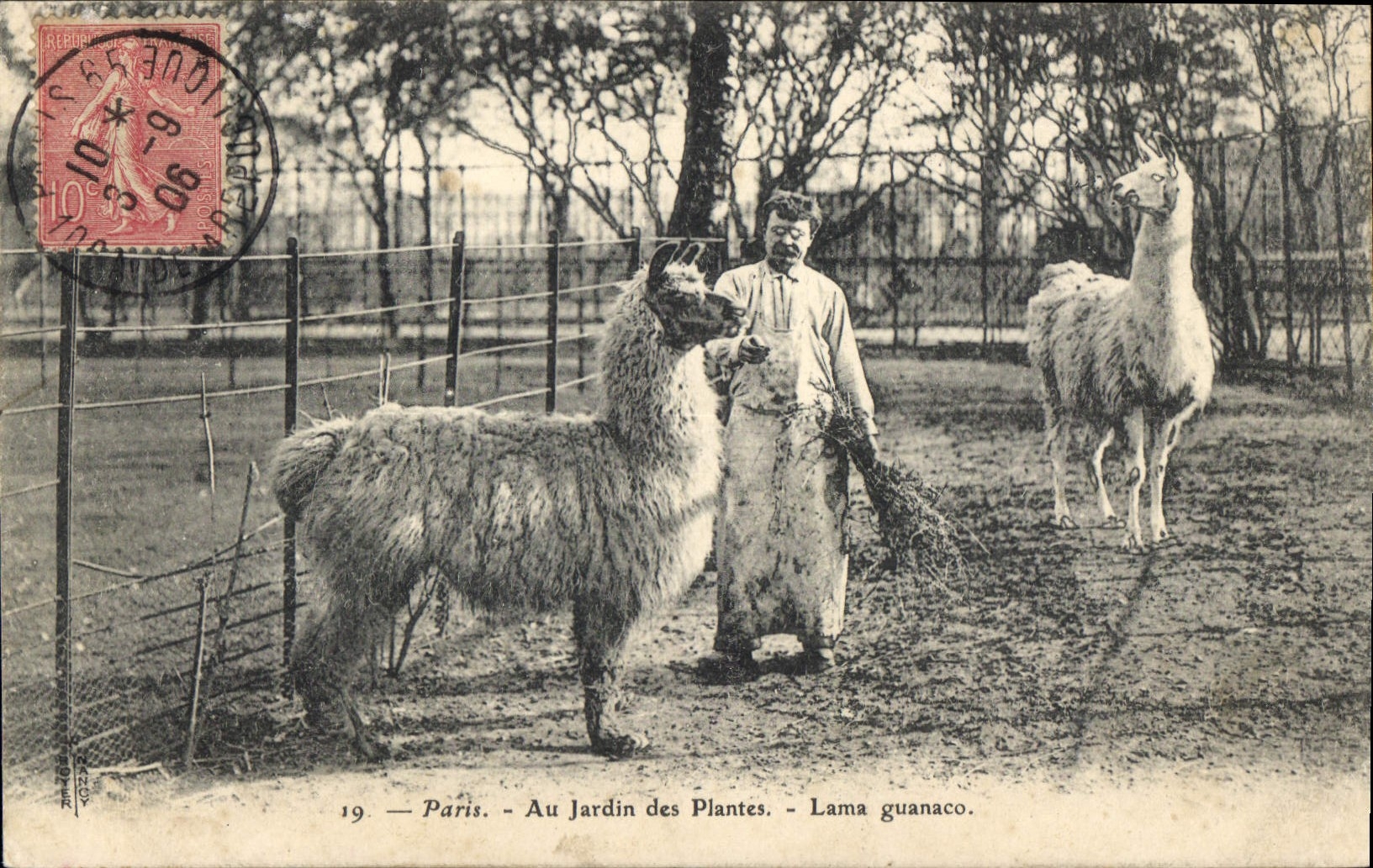 CPA Paris Au Jardin des Plantes Lama guanaco 