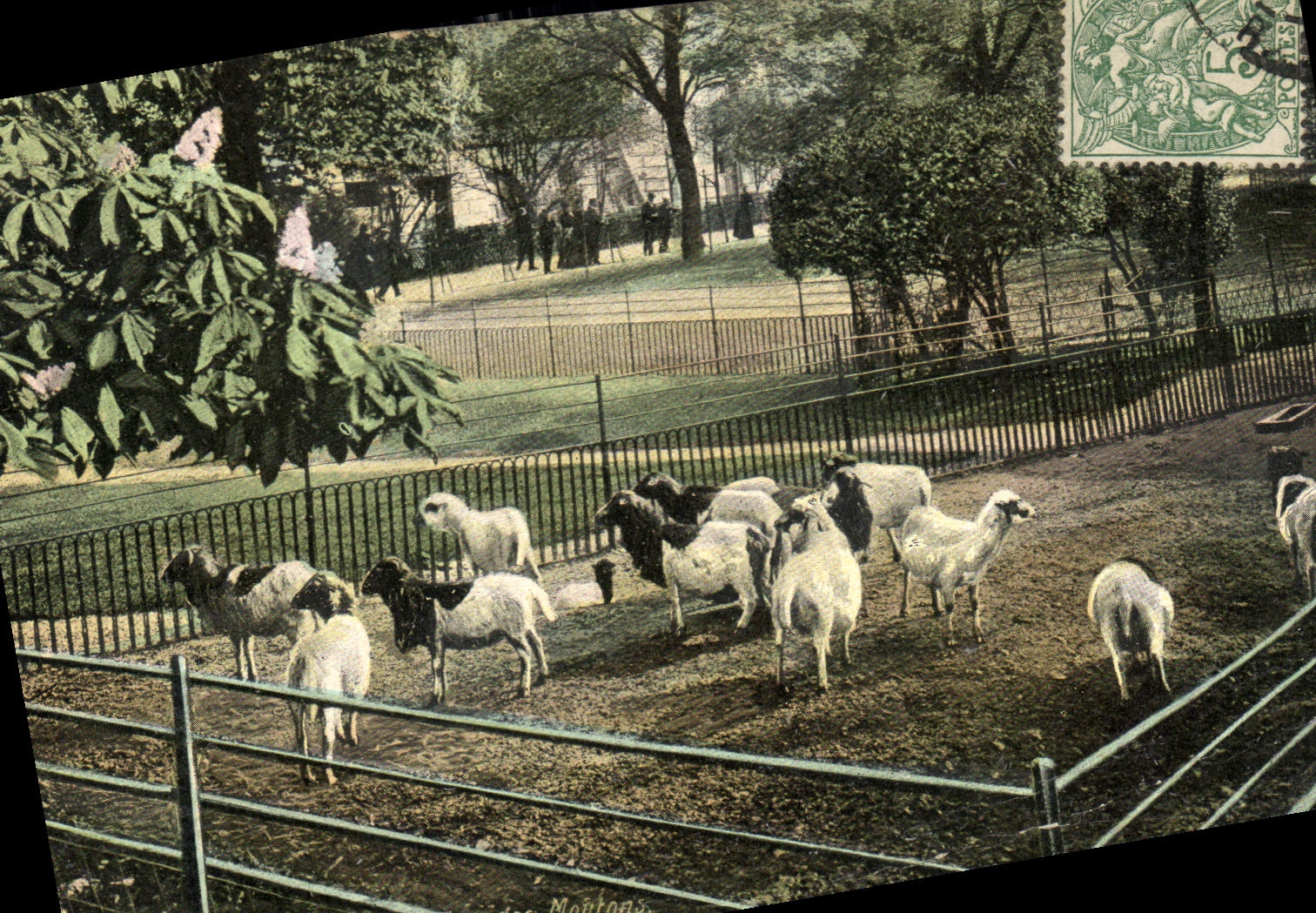 CPA Paris Jardin des Plantes L'enclos des moutons