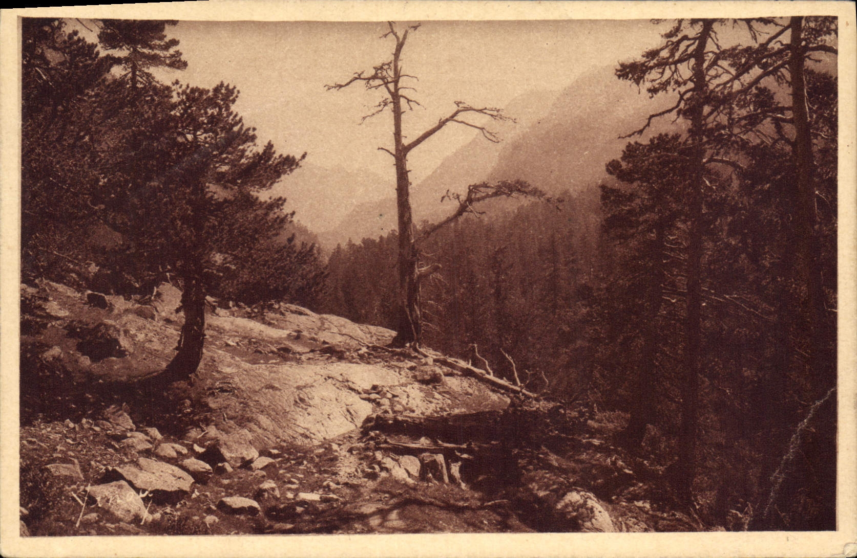 CPA Cauterets Vallee du Mercadau 