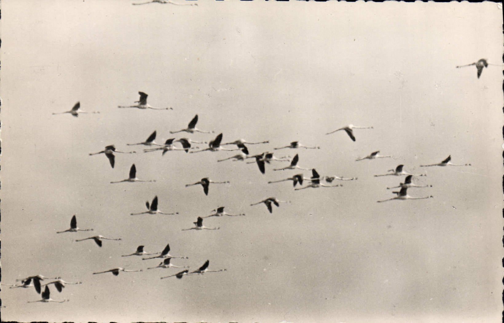 CPM La Camargue Stes Maries de la Mer Vol de Flamands roses  Oiseaux