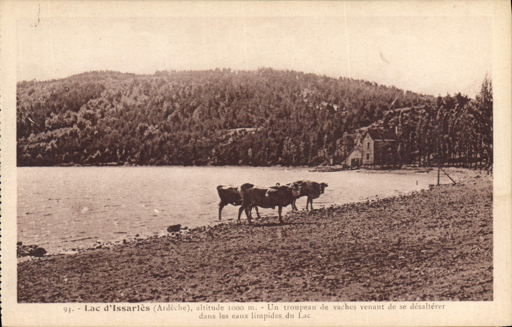 CPA Lac d'Issarles Ardeche Dans les eaux limpides du Lac 