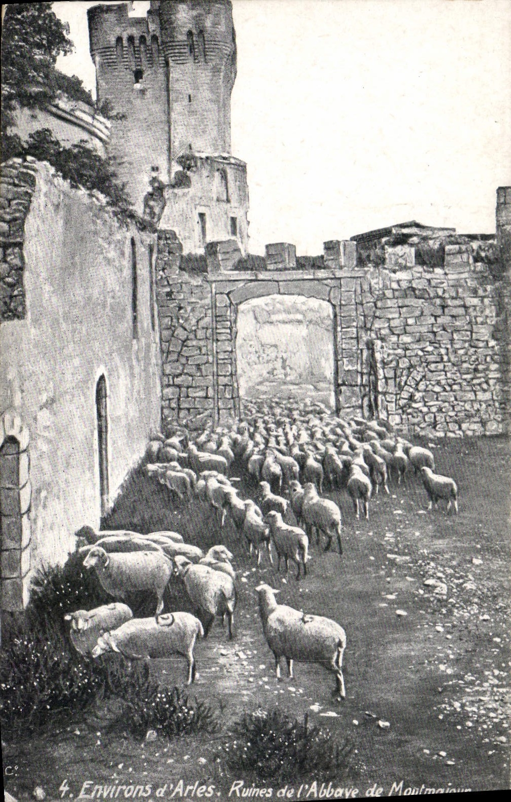 CPA Environs d'Arles Ruines de l'Abbaye de Montmajour Moutons
