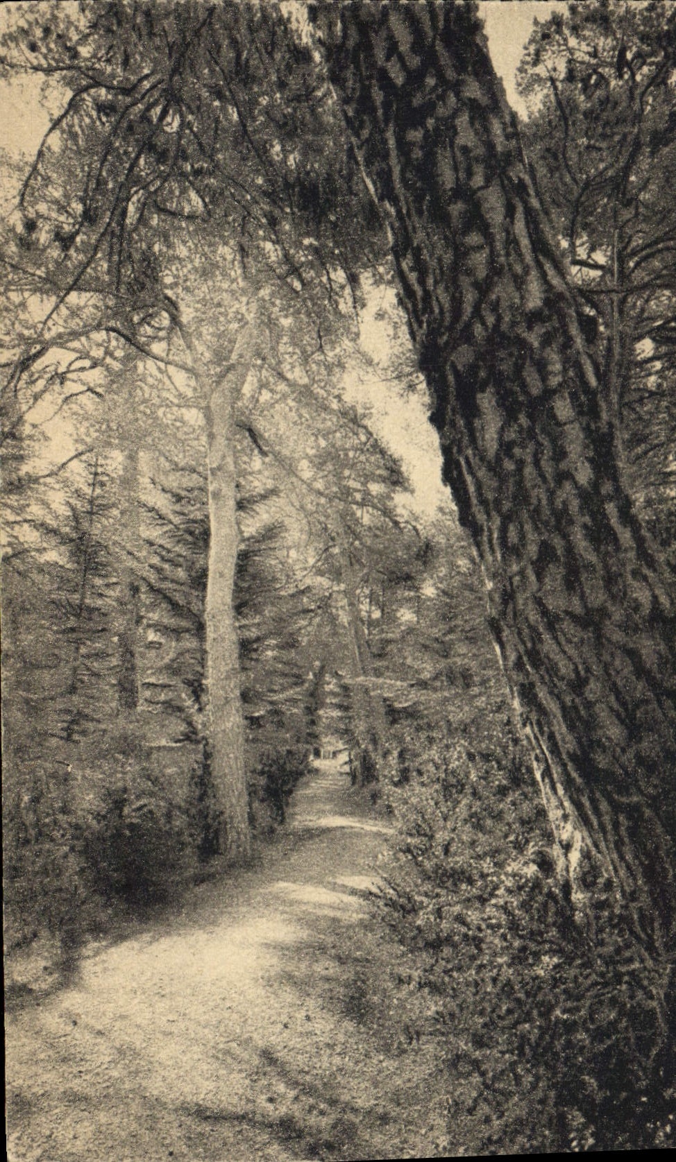 CPA Hotel Restaurante de la Becassiere Thorenc Toujours Ouvert une Allee du Parc