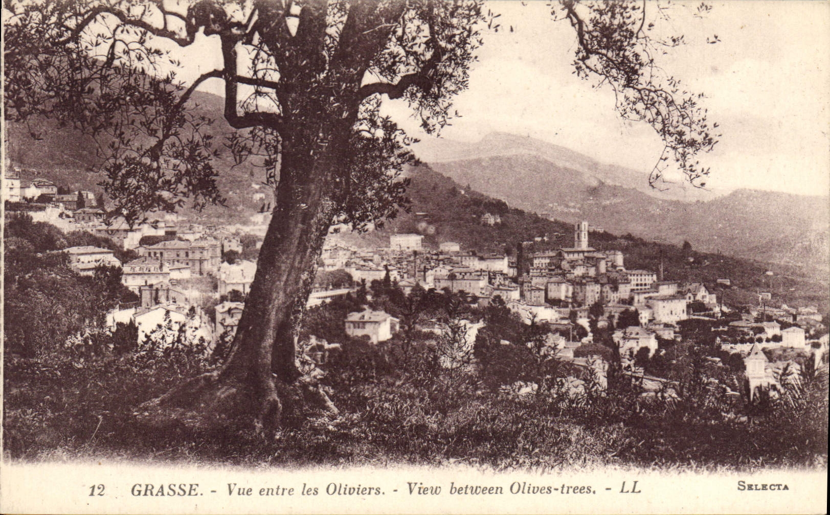 CPA Grasse vue entre les Oliviers 