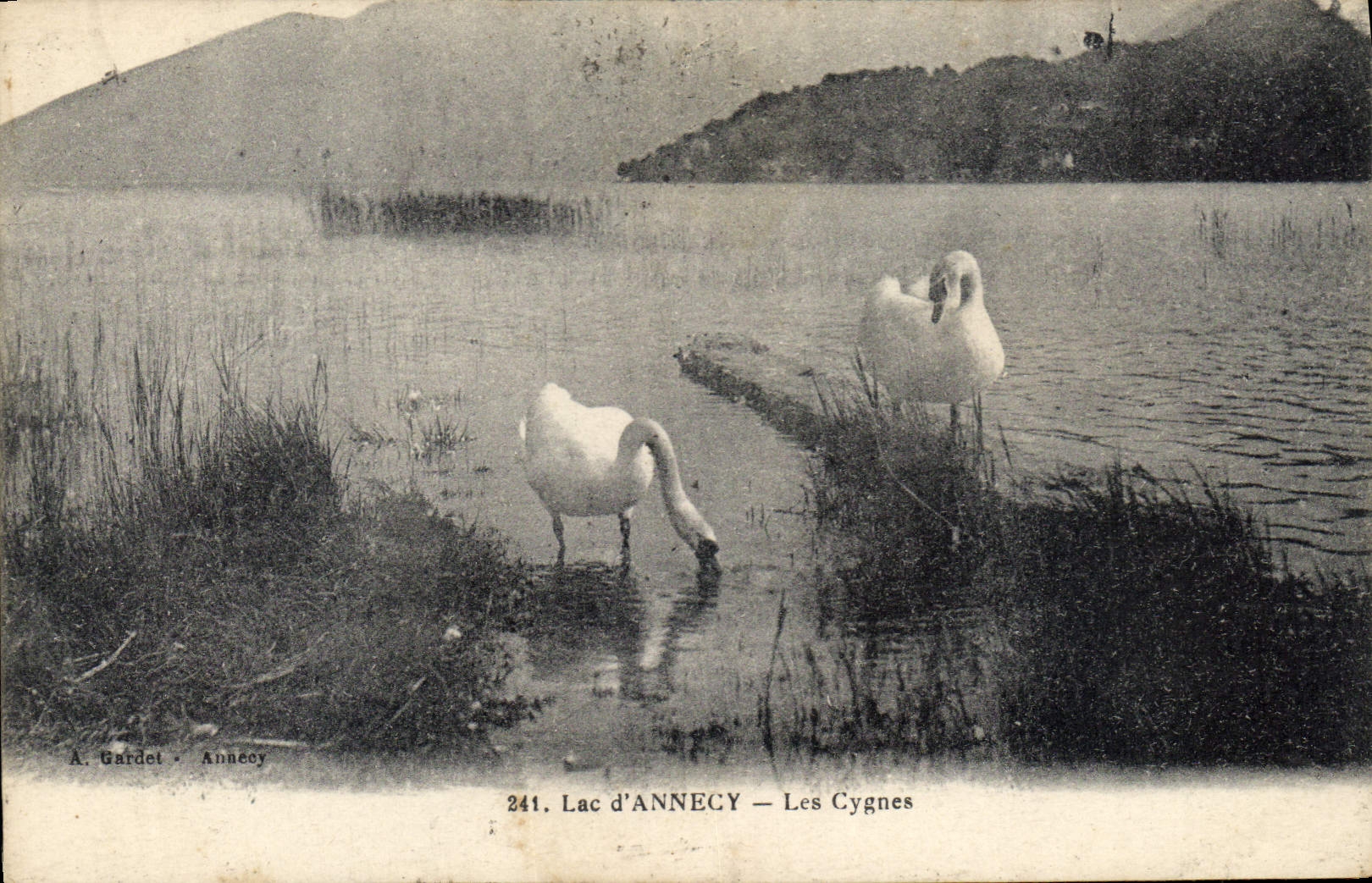 CPA Lac d'Annecy Les Cygnes 