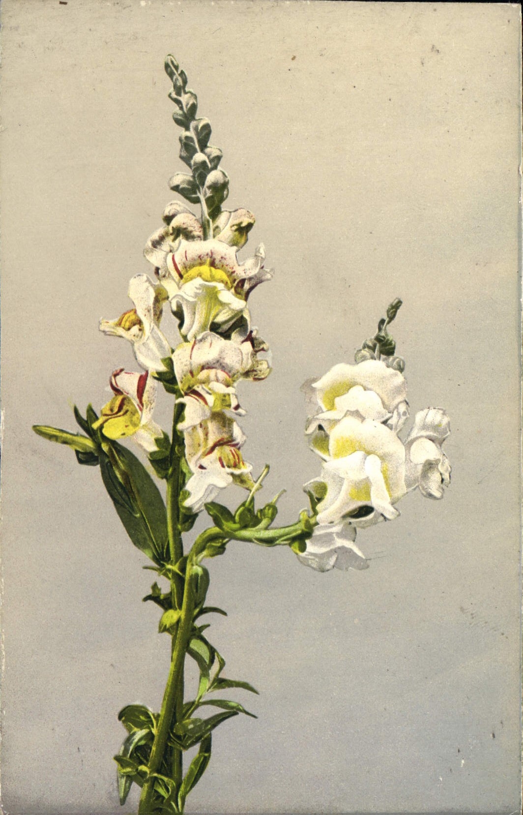 CPA Fantaisie Fleurs