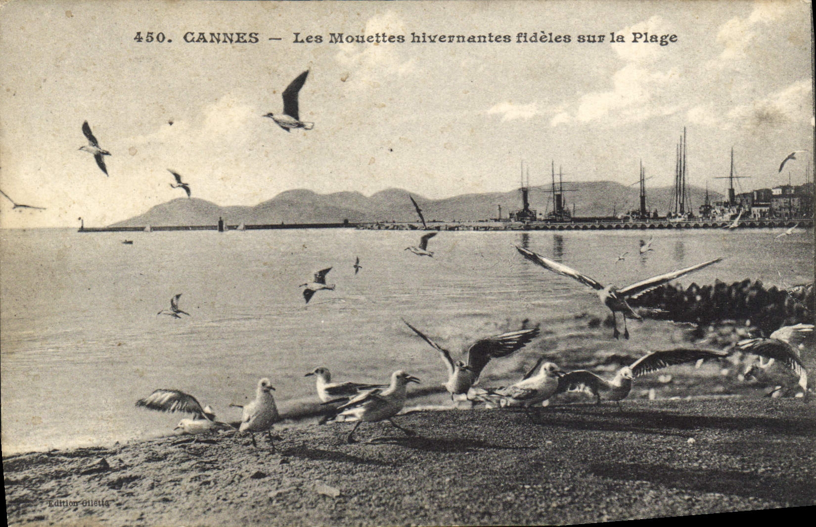 CPA Cannes Les Mouettes hivernantes fideles sur la Plage