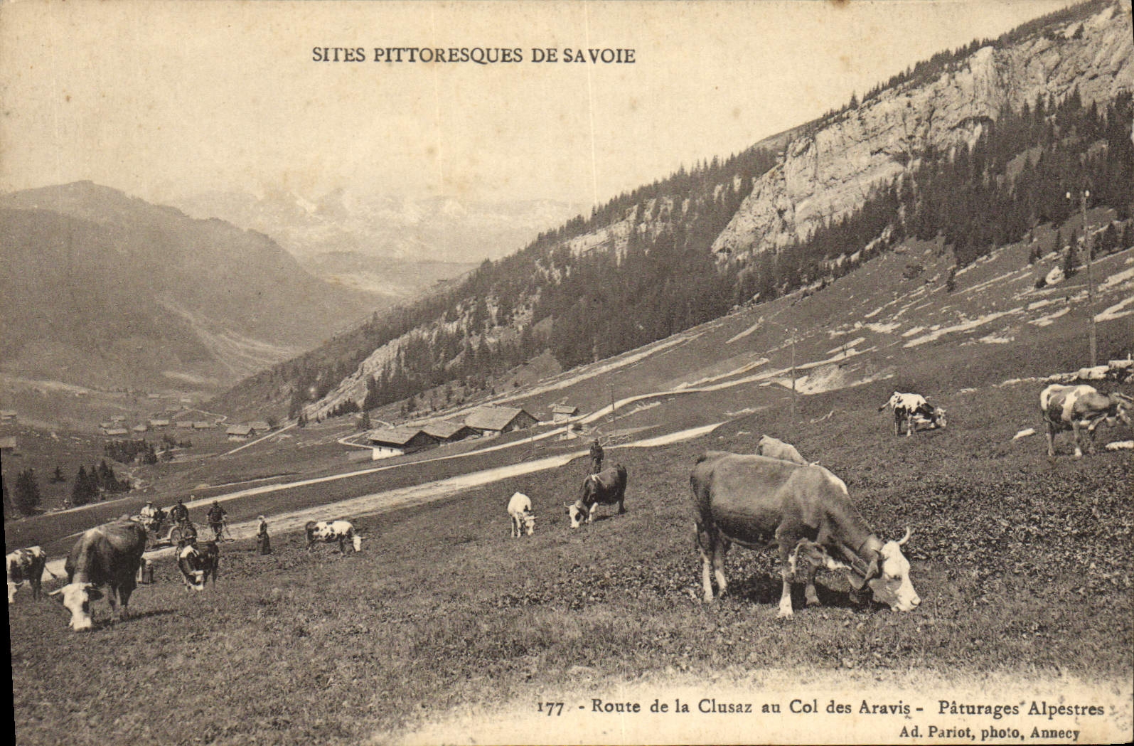 CPA Sites Pittoresque de Savoie Route de la Clusaz au Col des Aravis Paturage Alpestres Vaches