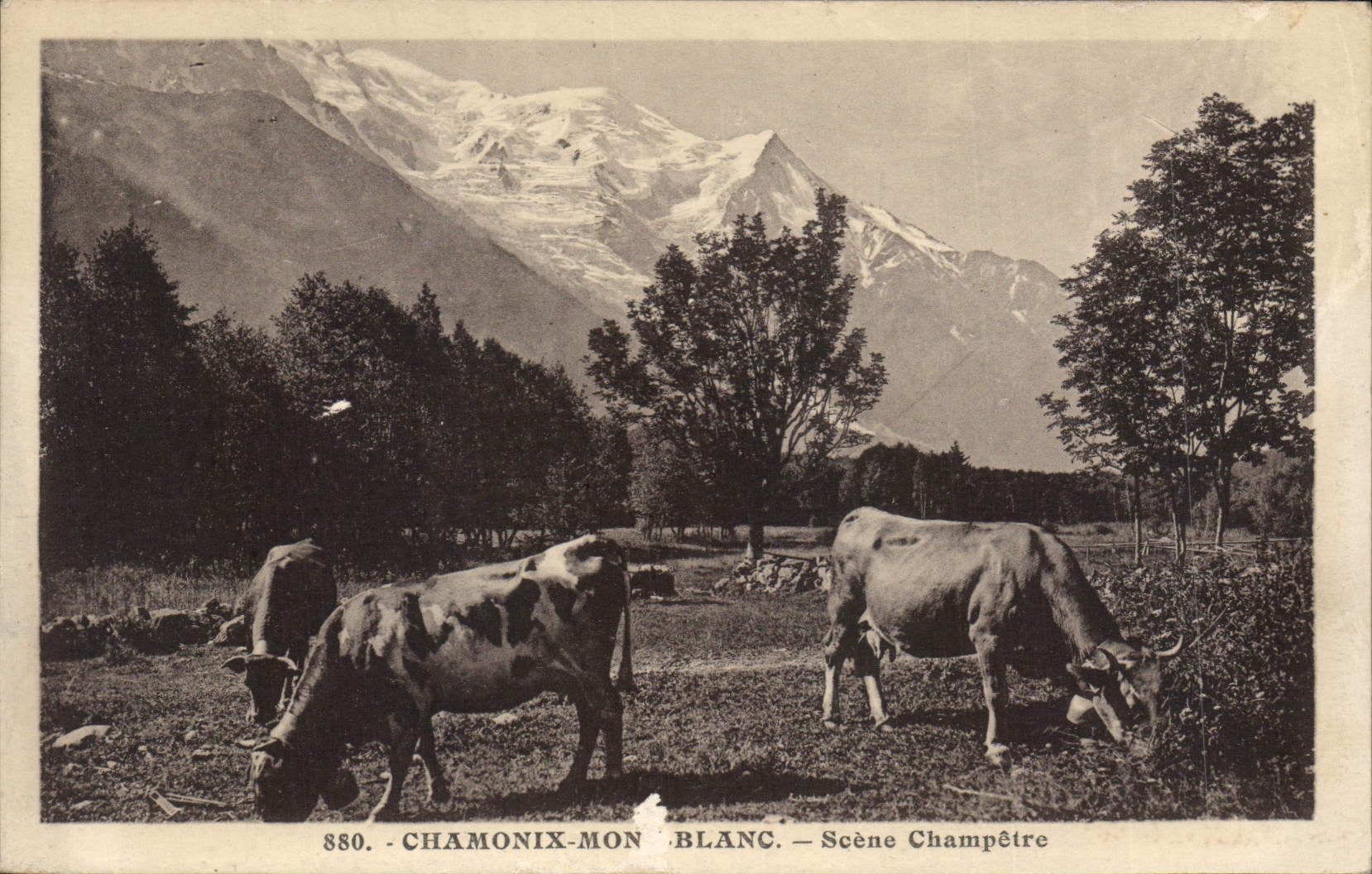 CPA Chamonix Mont Blanc Scene Champetre Vaches