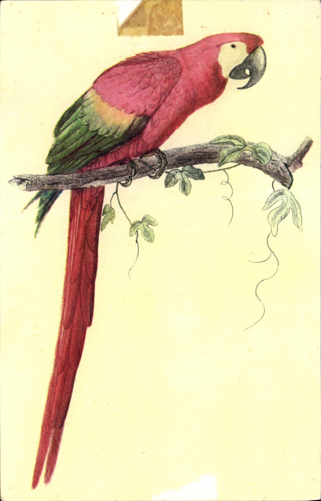 CPA Ara Aracanga