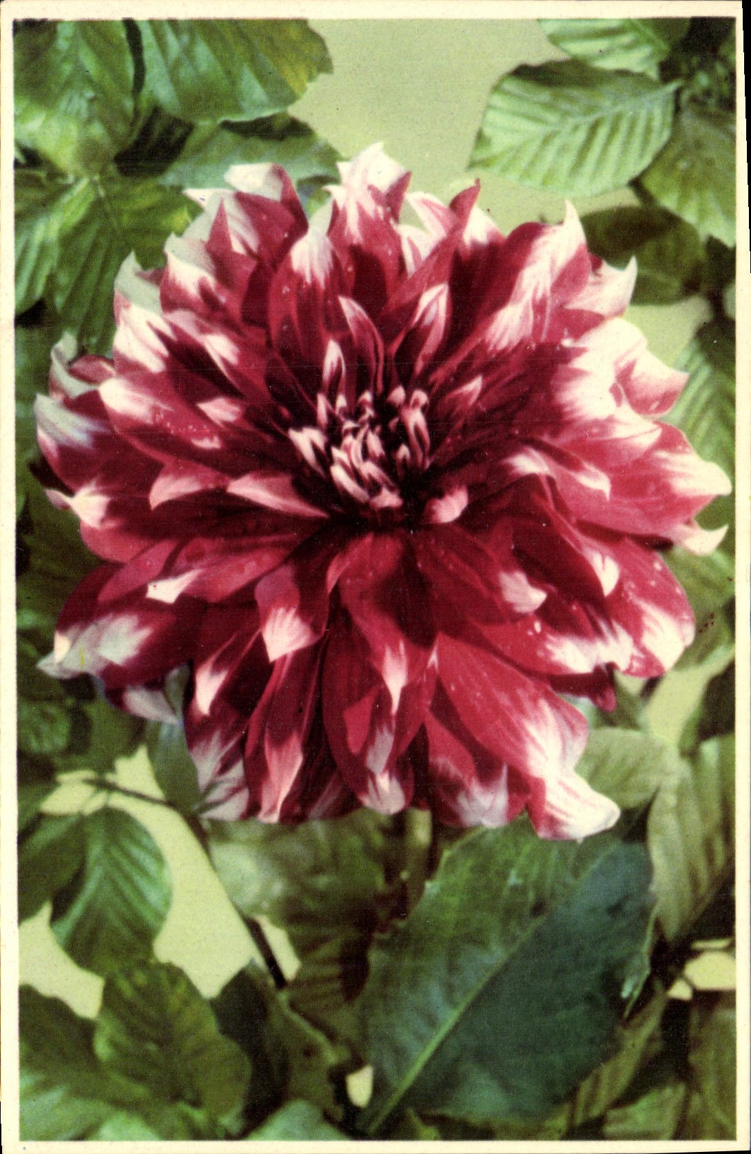 CPA Fantaisie Fleurs