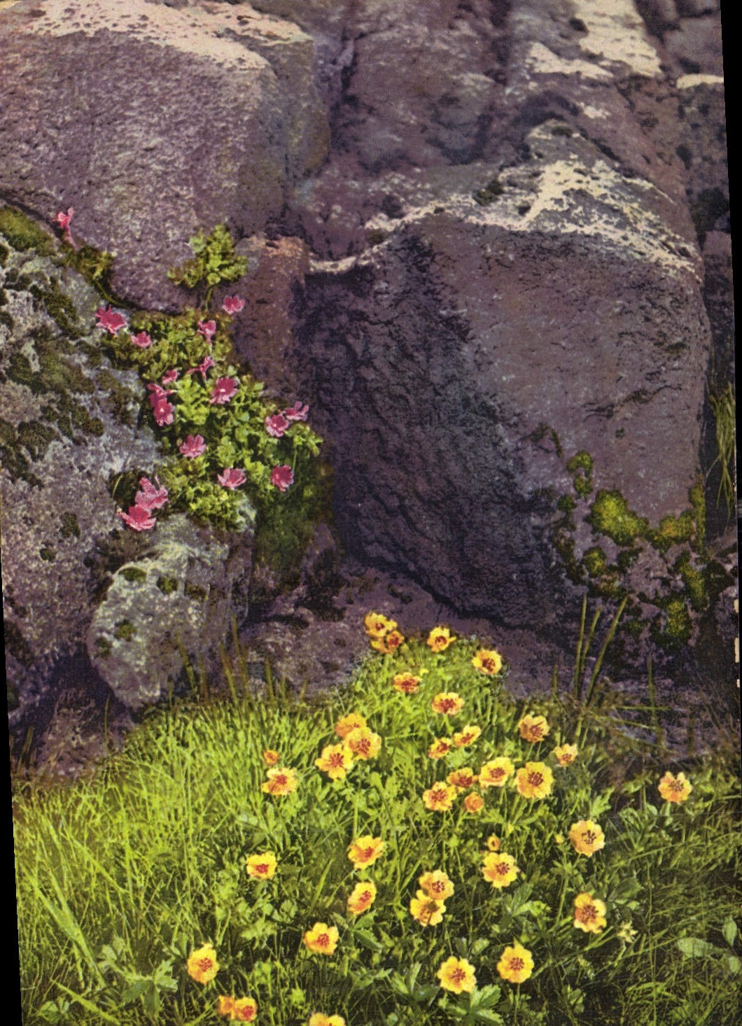 CPA Fantaisie Fleurs