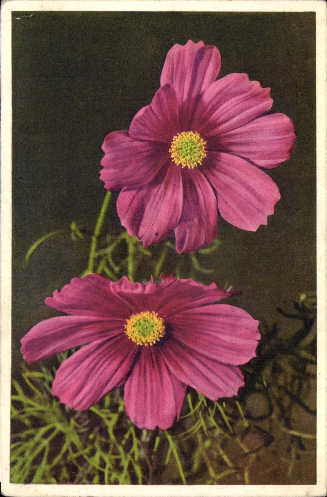 CPA Fantaisie Fleurs Cosmea