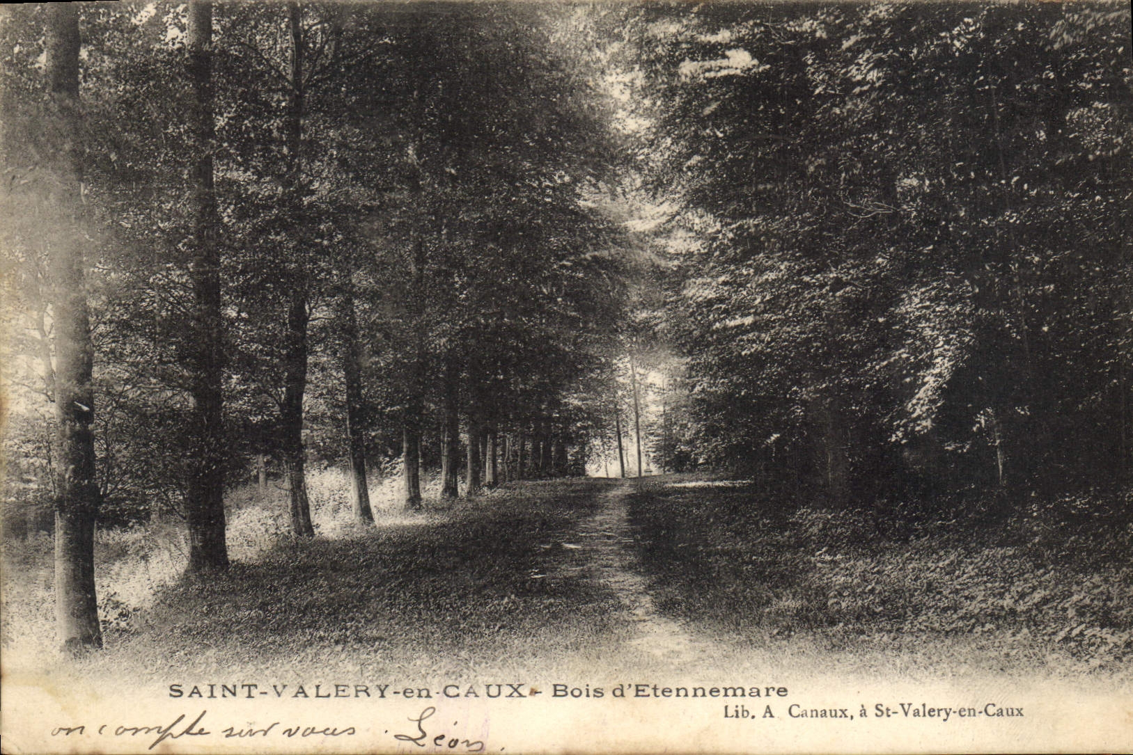CPA Saint Valery en Caux Bois d'Etennemare 