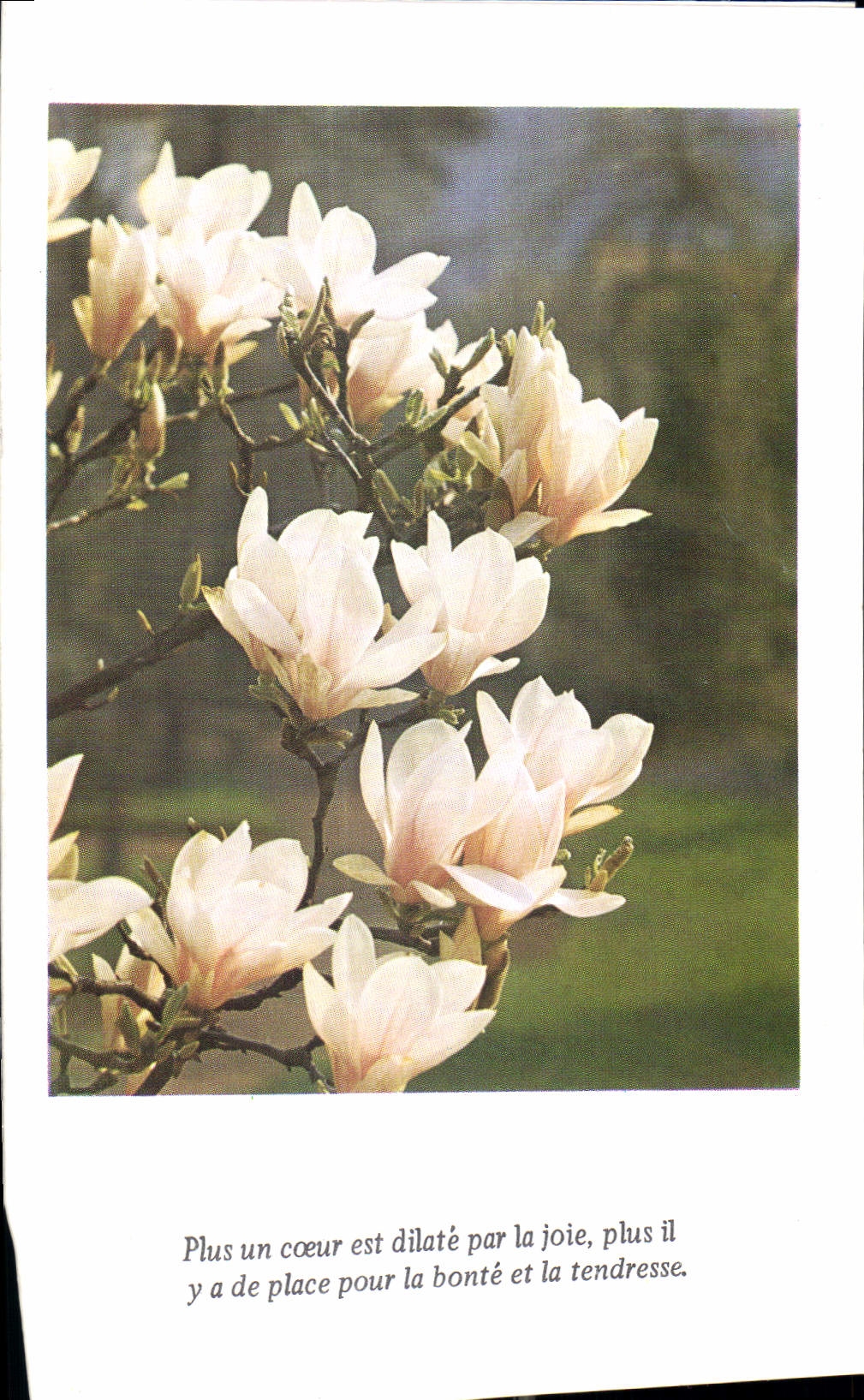 CPM Fantaisie Fleurs