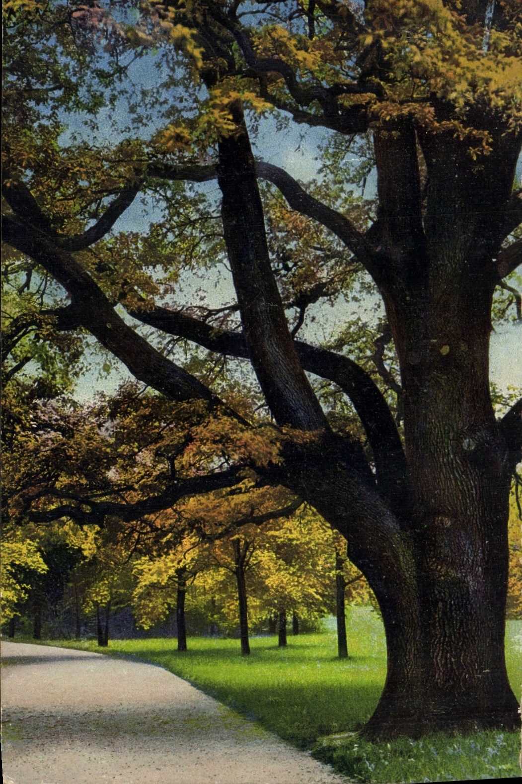 CPA Dresden Grosser Garten im Herost 
