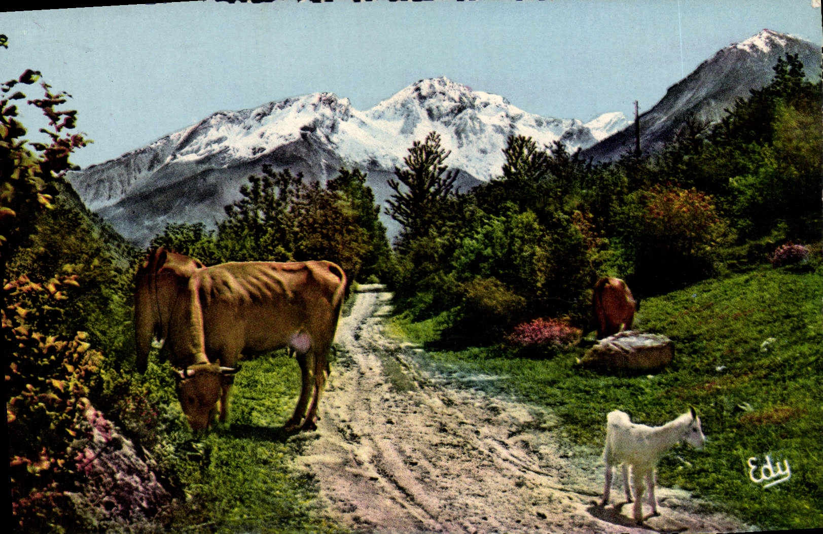 CPA Images de Chez Nous Les Hotes de Nos Montagnes Vaches