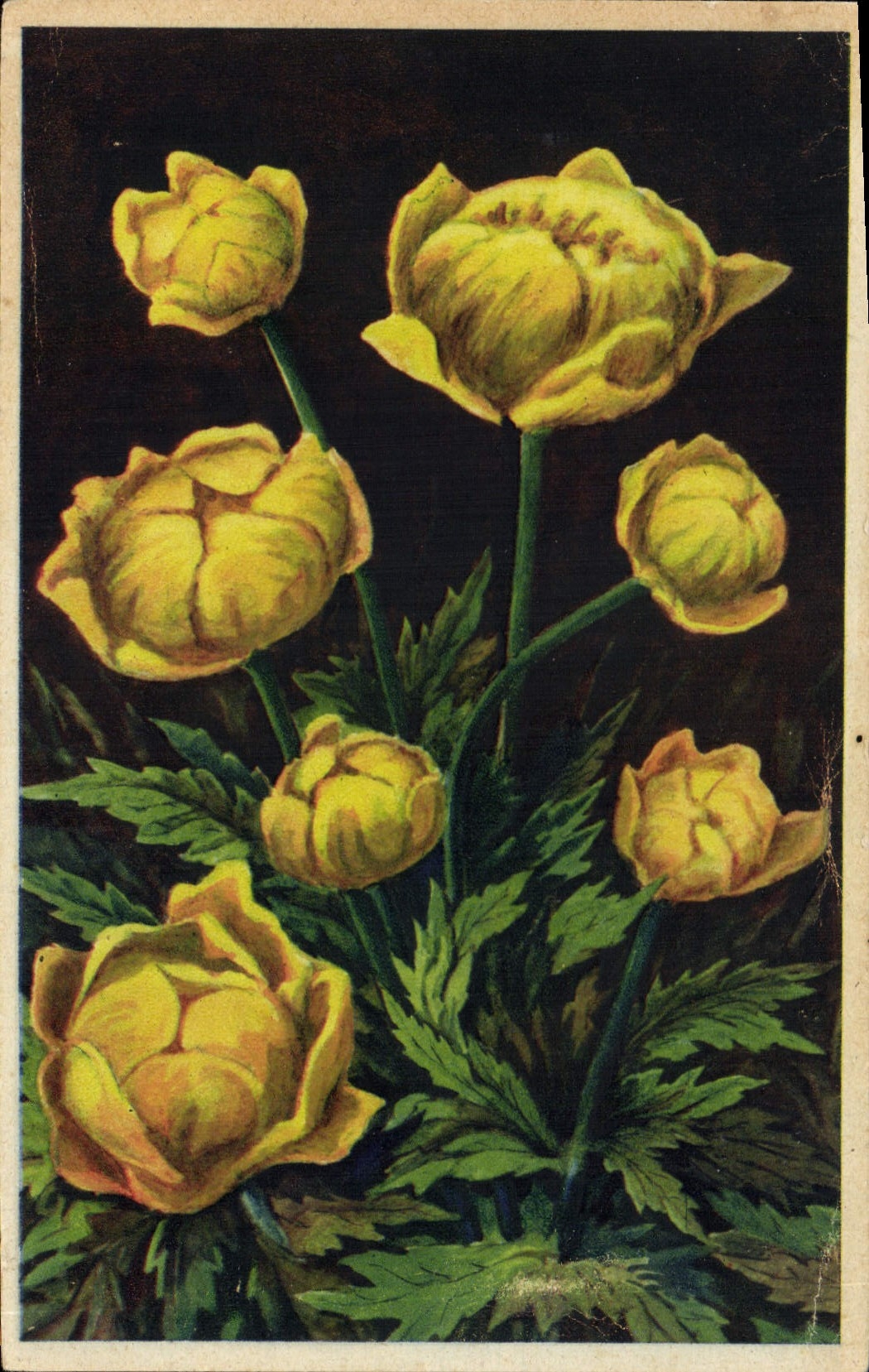 CPA Trolle d'Europe Fleurs