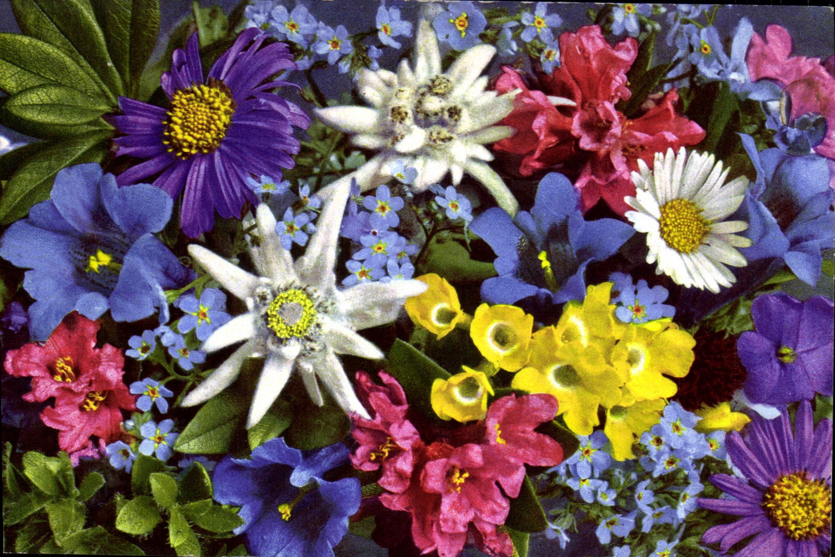 CPA Flora alpina Alpenblumen Fleura des Alpes 