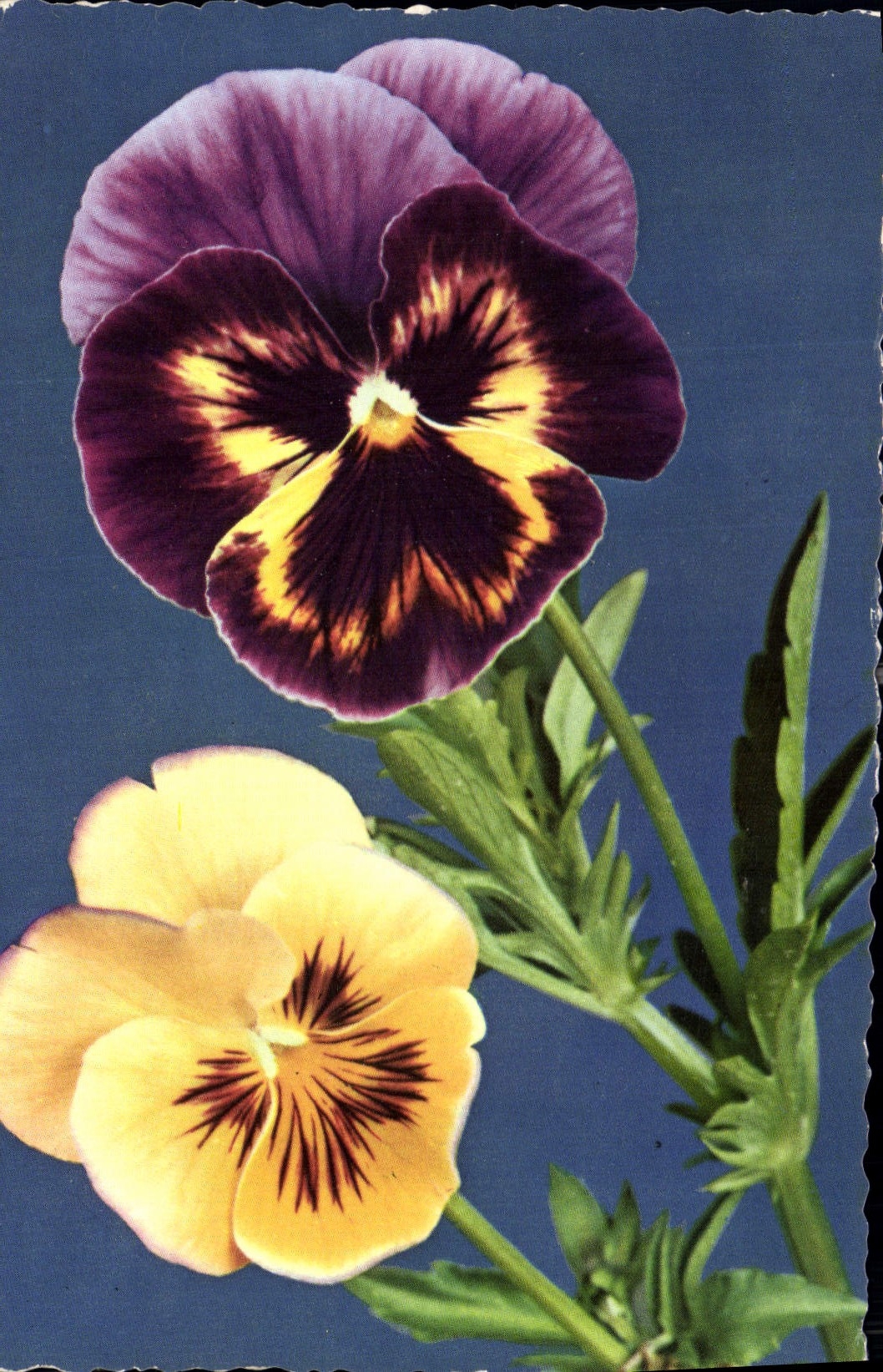 CPA Fantaisie Fleurs