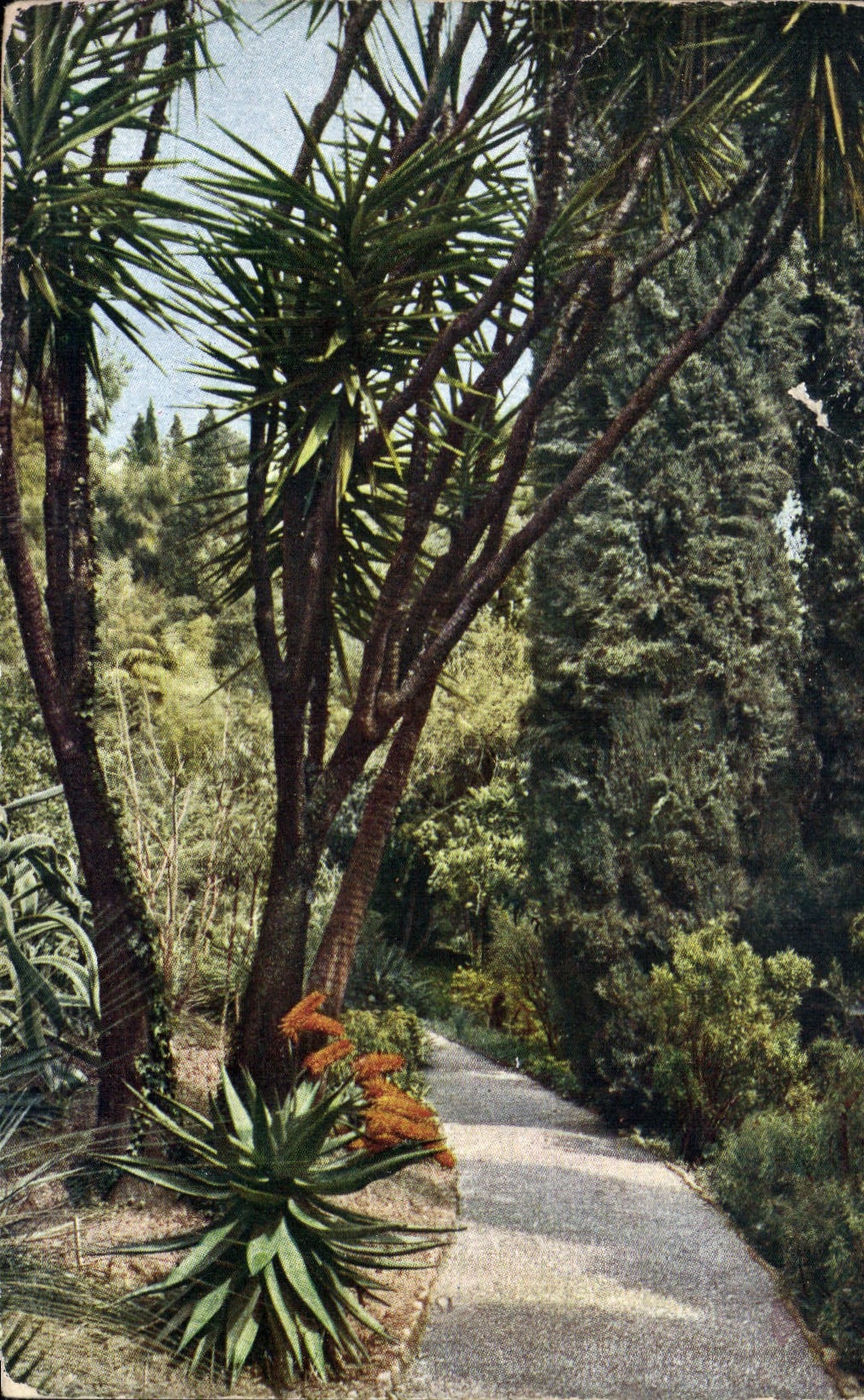 CPA Riviera Mortola Garten 