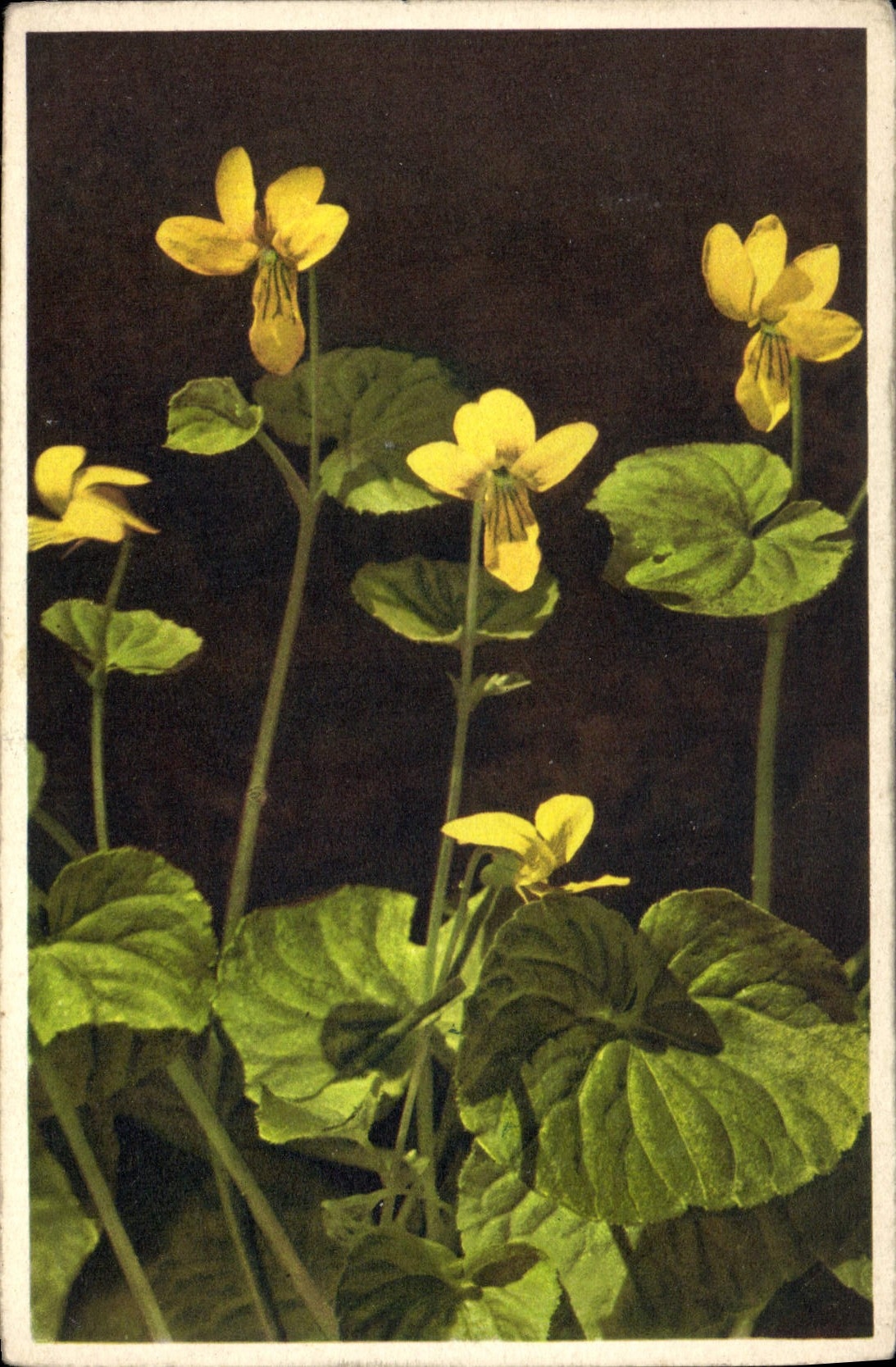 CPA Viola Fleurs