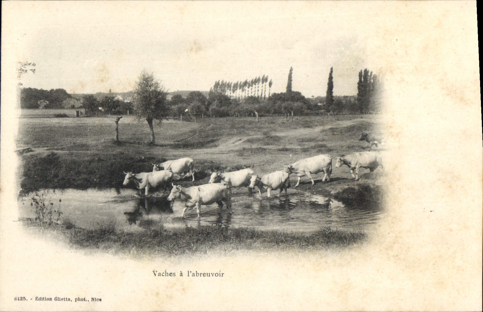 CPA Vaches a l'abreuvoir 