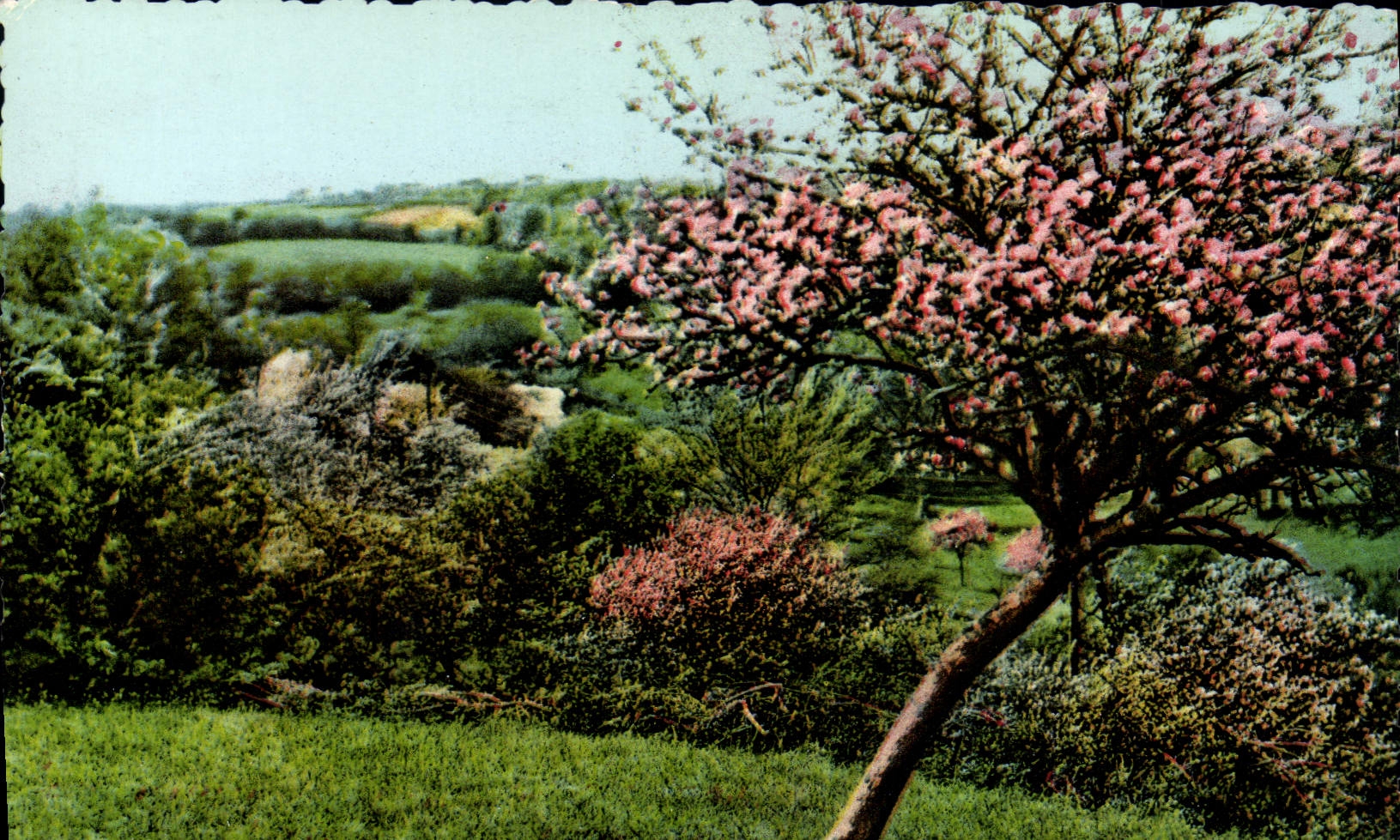 CPA La Normandie Pittoresque  Pommier en fleurs au printemps 