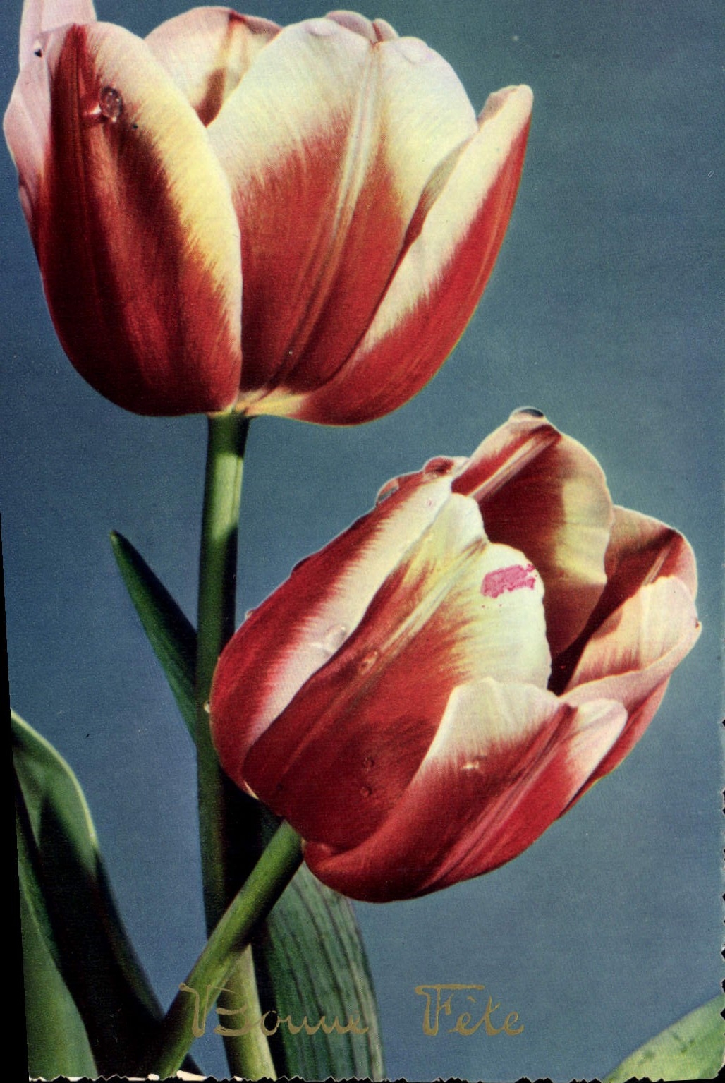 CPA Bonne Fete Fleurs