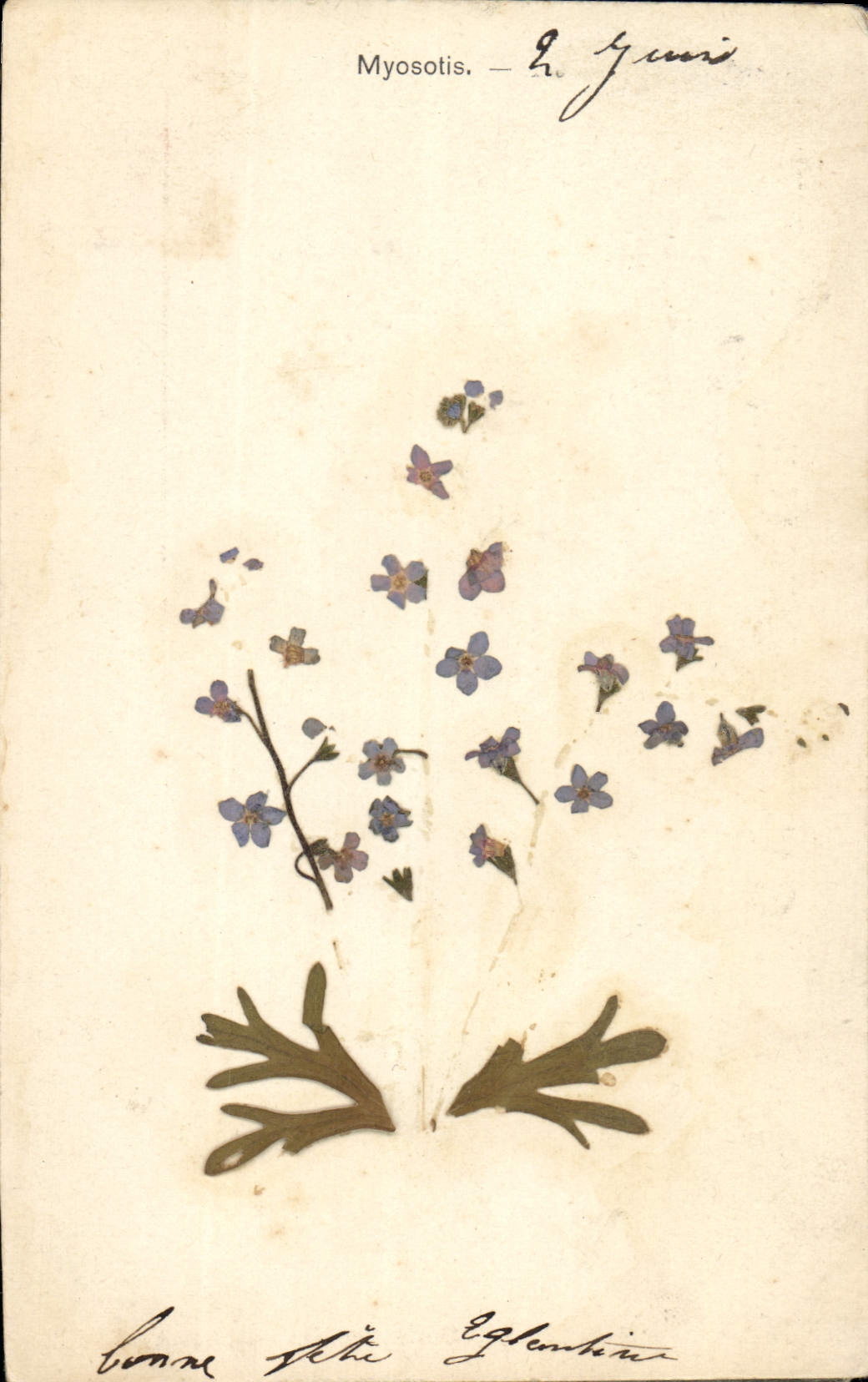 CPA Myosotis Fleurs sechees