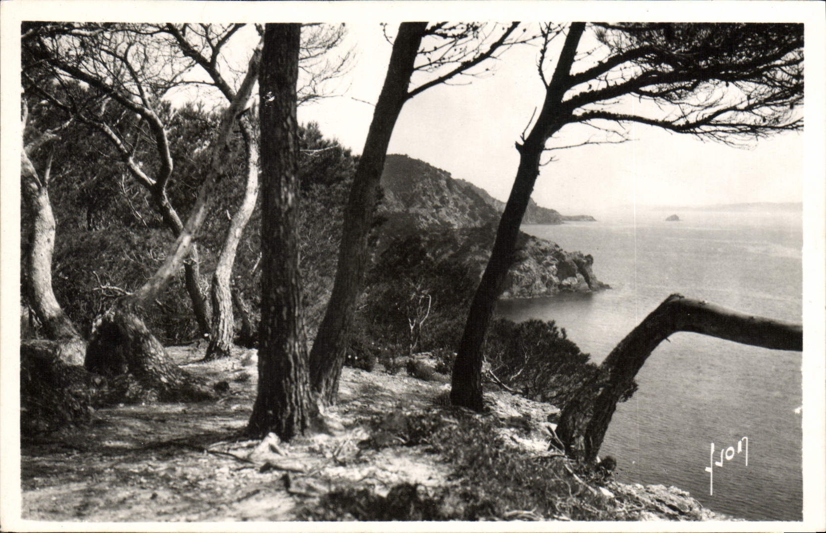 CPA La Cote d'Azur Porquerolles Les pins d'Alep