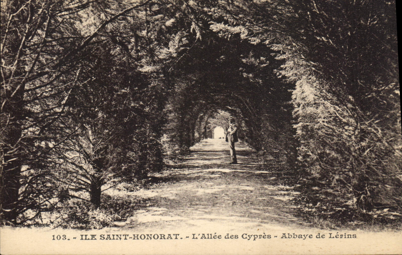 CPA Ile Saint Honorat L'Allee des Cypres Abbaye de Lerins 