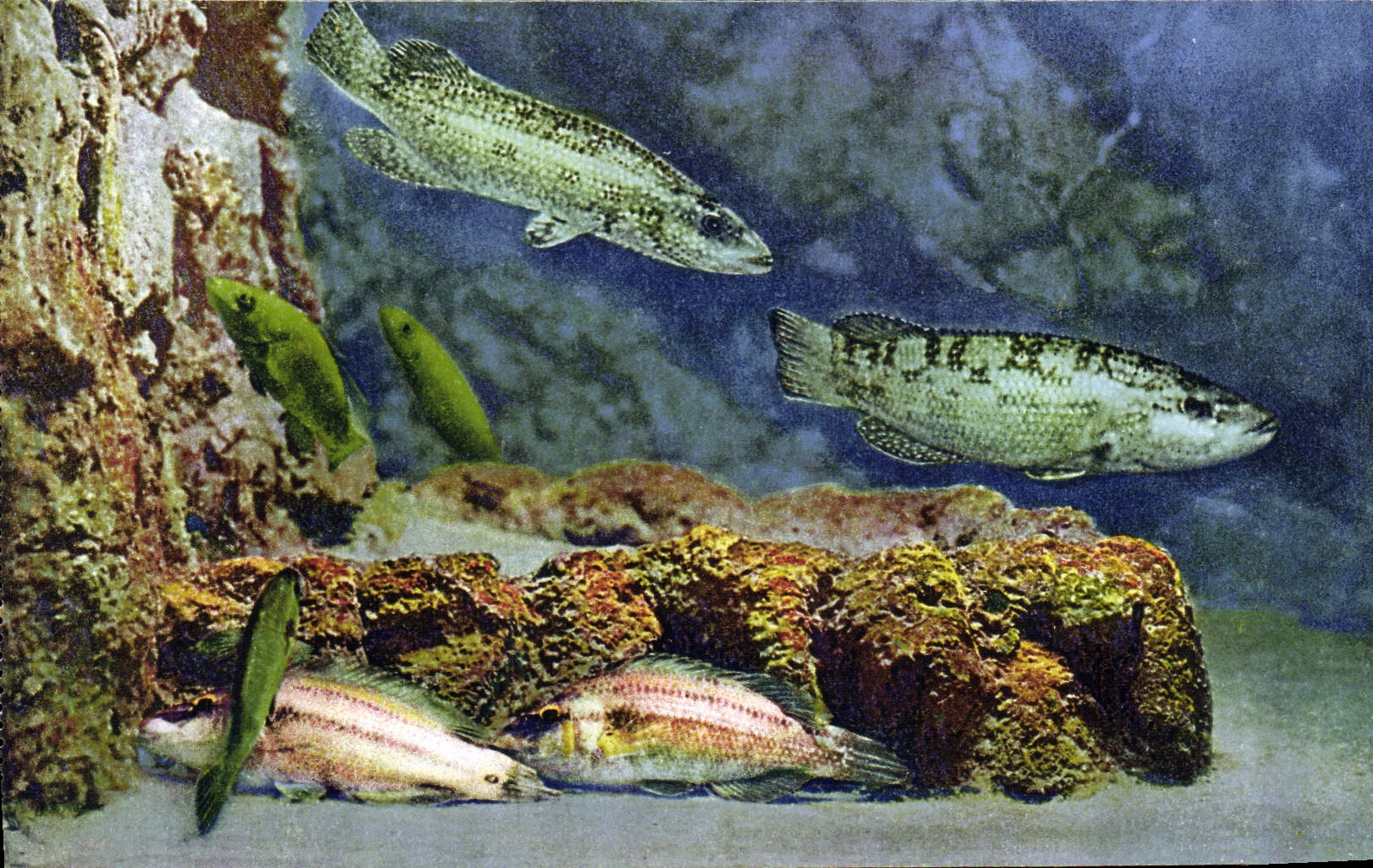 CPA Aquarium de Monaco Cliche Barba Propriete exclusive du Musee Oceanographique Vieilles Rouquiers 