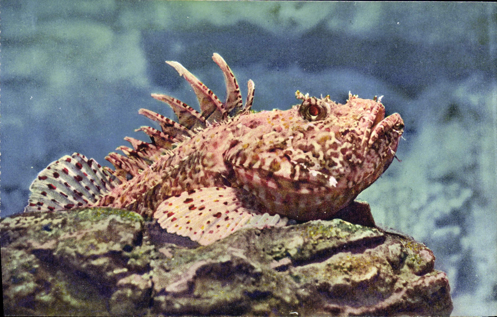 CPA Aquarium de Monaco Cliche Barba Propriete exclusive du Musee Oceanographique Scorpaena Porcus Po