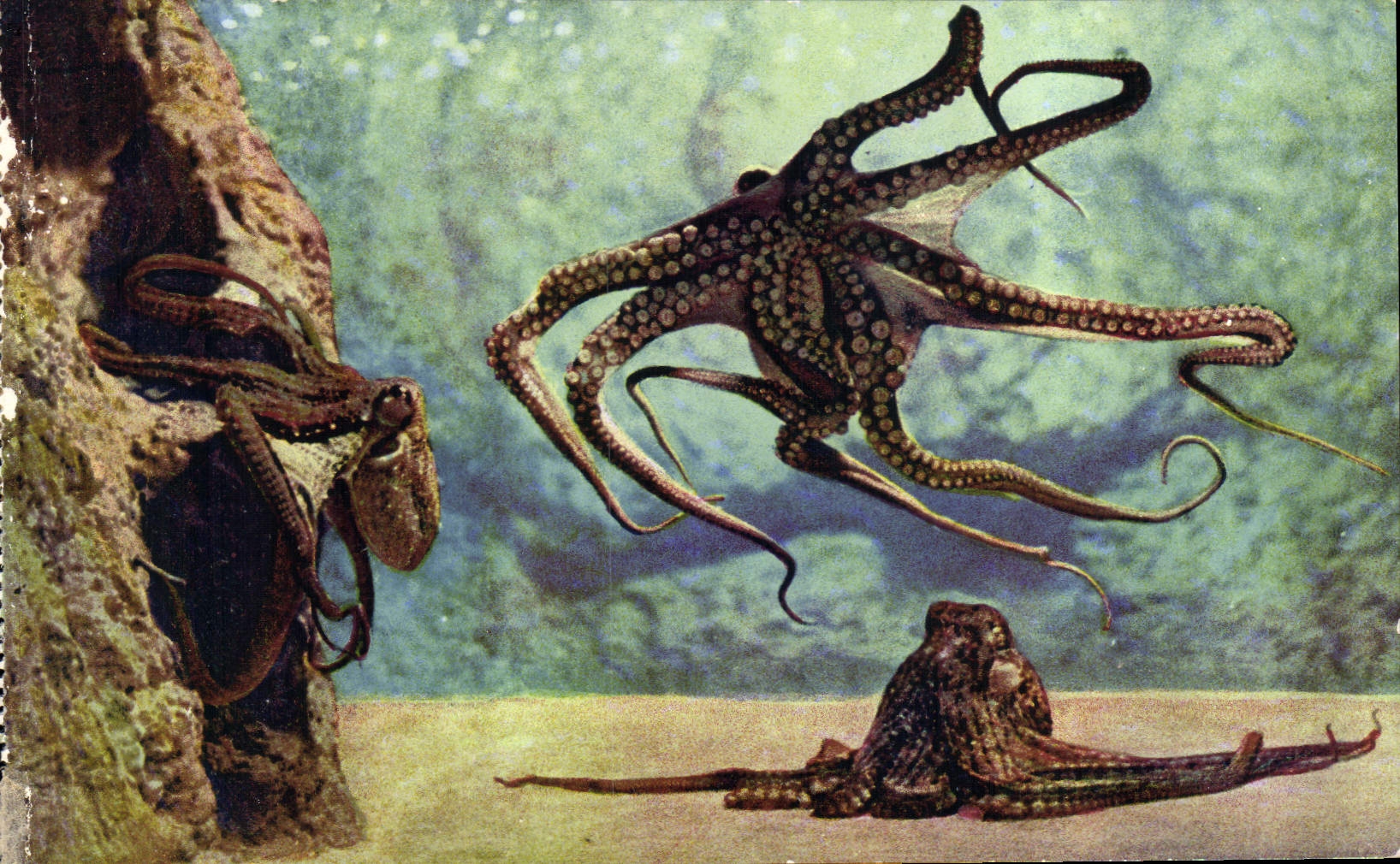 CPA Aquarium de Monaco Cliche Trabut Propriete exclusive du Musee Oceanographique Octopus Vulgaris P