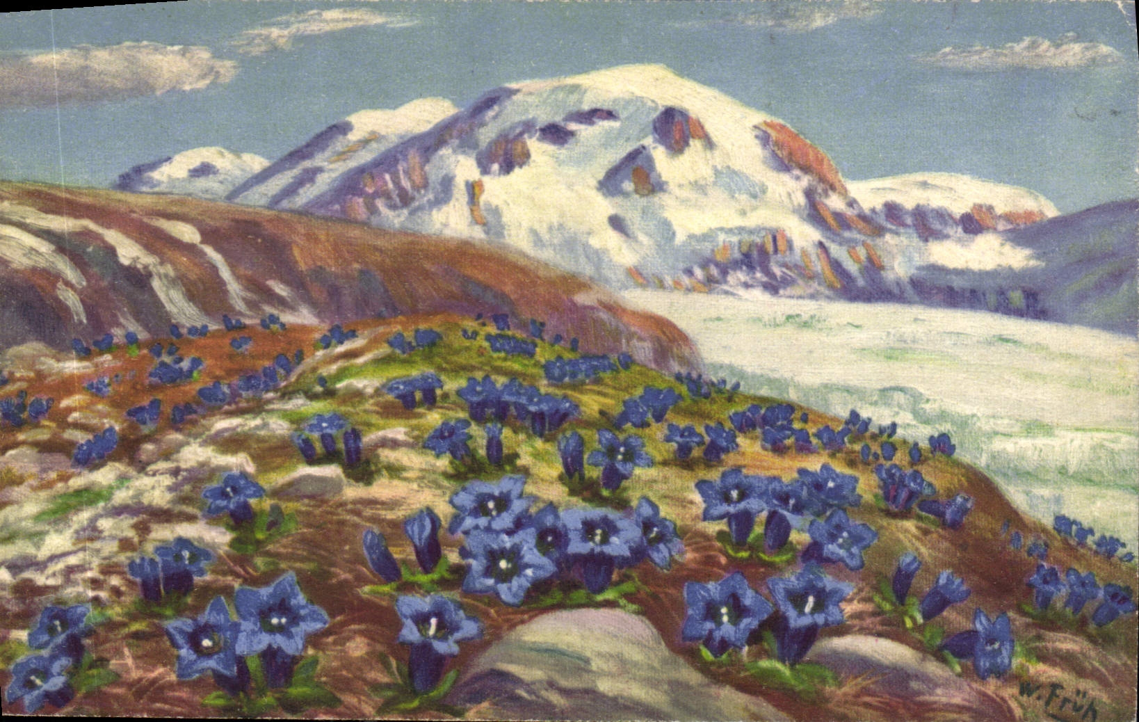 CPA Gentiana Acaulis 