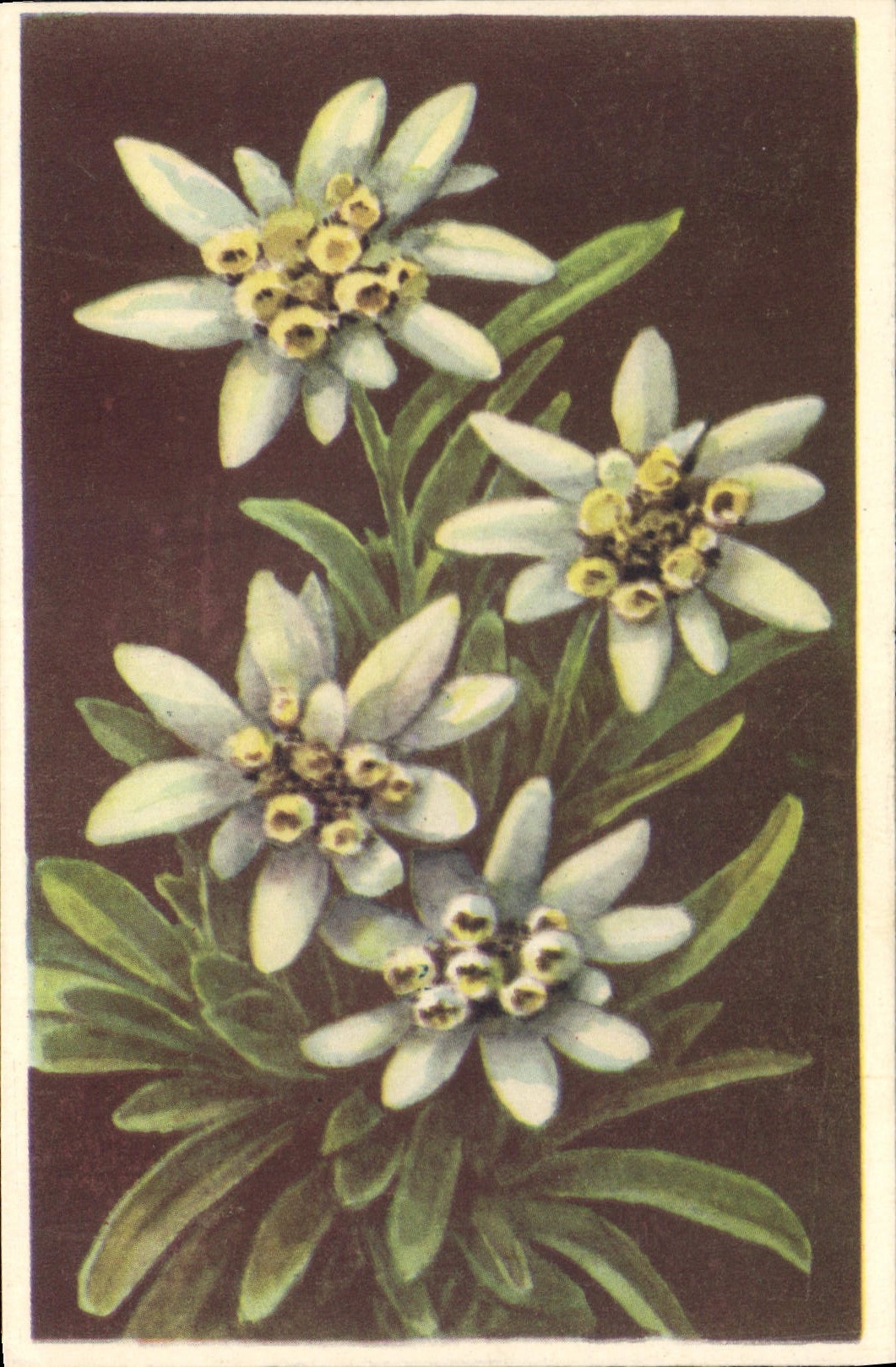 CPA Fantaisie Fleurs