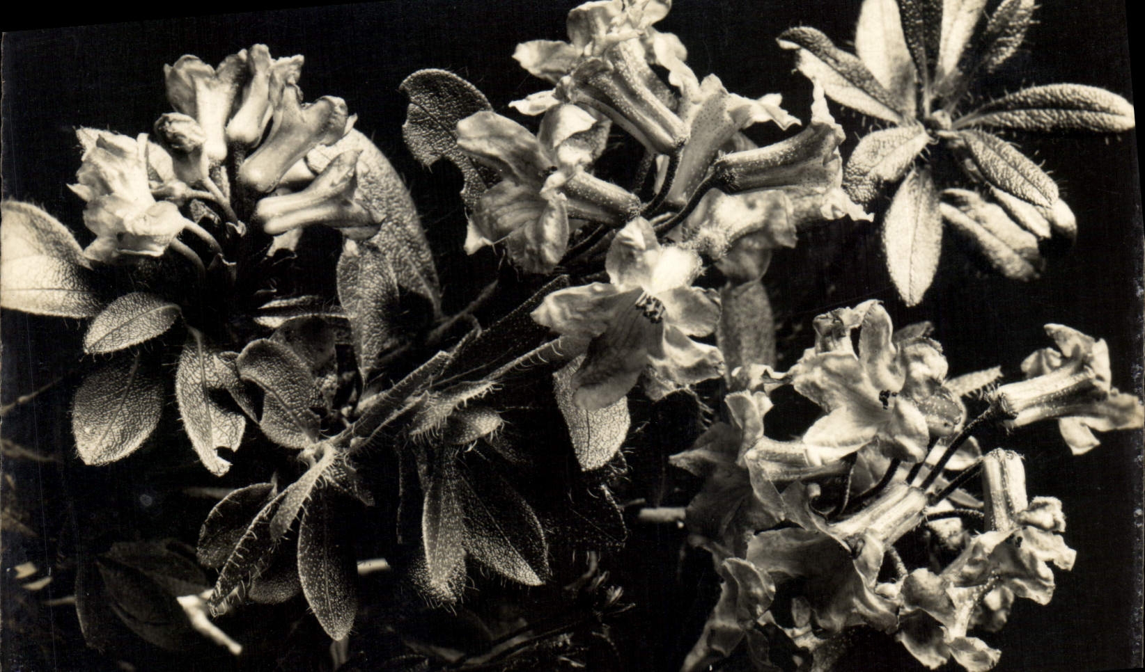 CPA Fanfaisie Fleurs