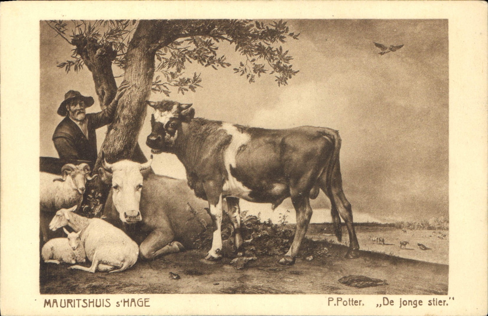 CPA Mauritshuis s'Hage P Potter De Jonge stier Vache