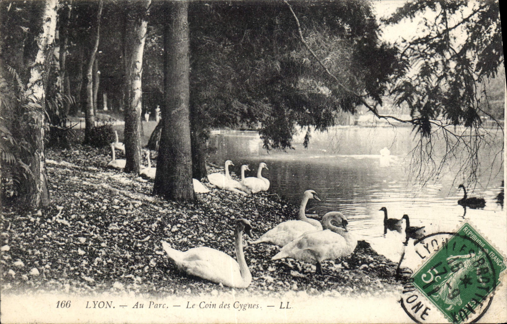 CPA Lyon Au Parc Le Coin des Cygnes 