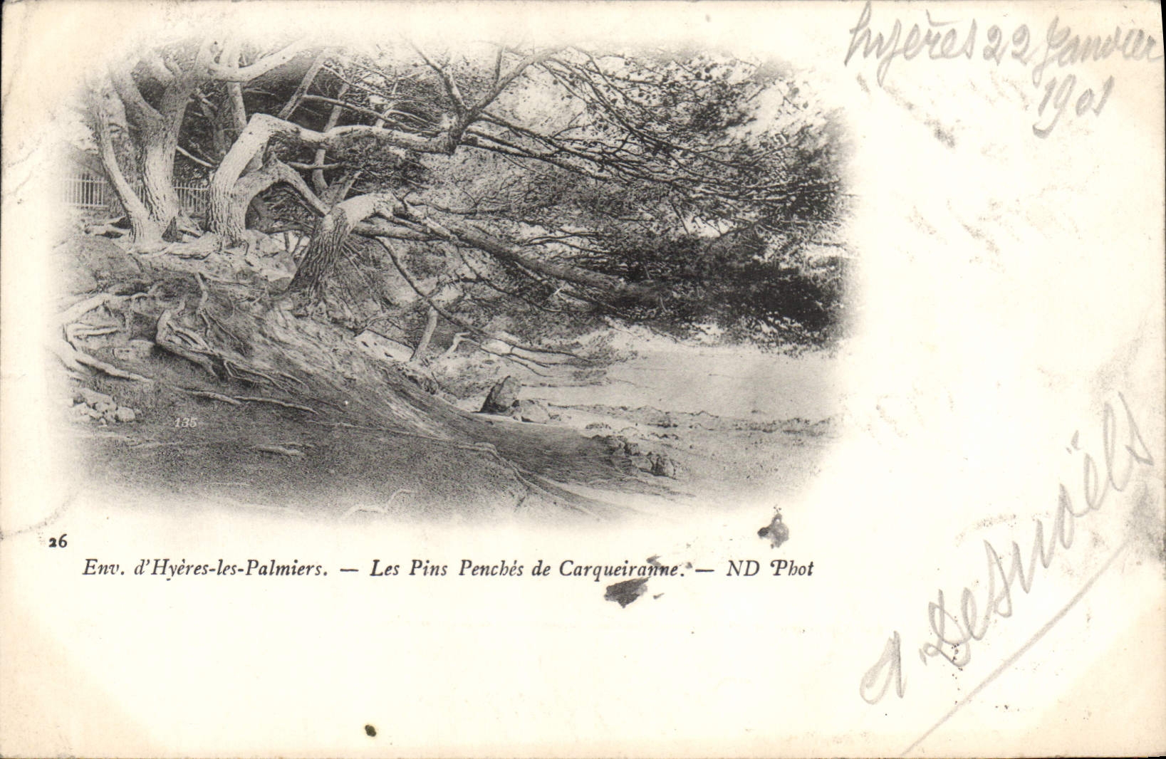 CPA Env d'Hyeres les Palmiers Les Pins Penches de Carqueiranne 