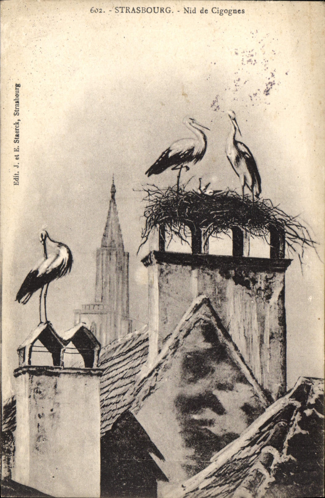 CPA Strasbourg Nid de Cigognes 