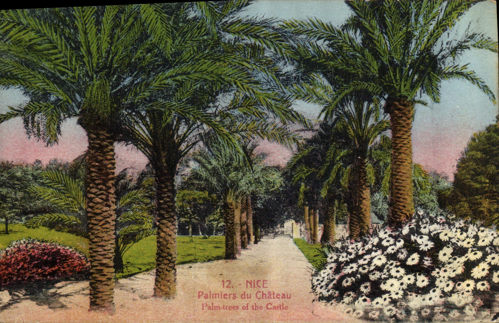 CPA Nice Palmiers du Chateau 