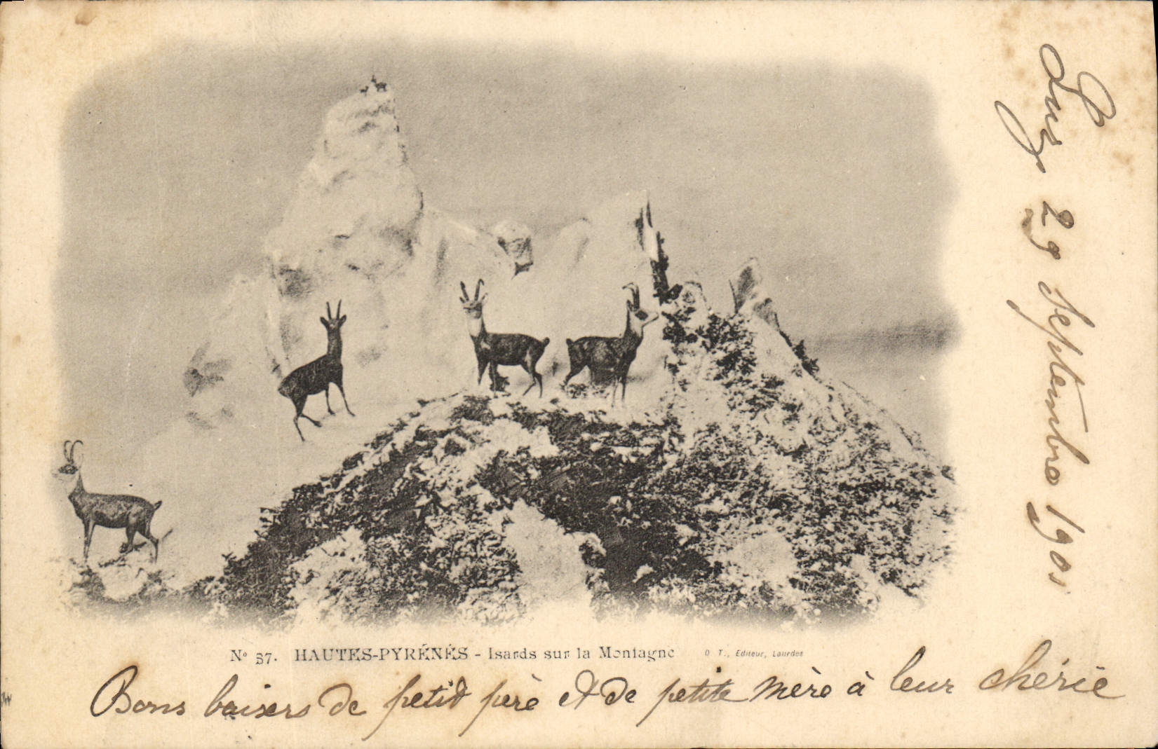 CPA Hautes Pyrenees Isards sur la Montagne 