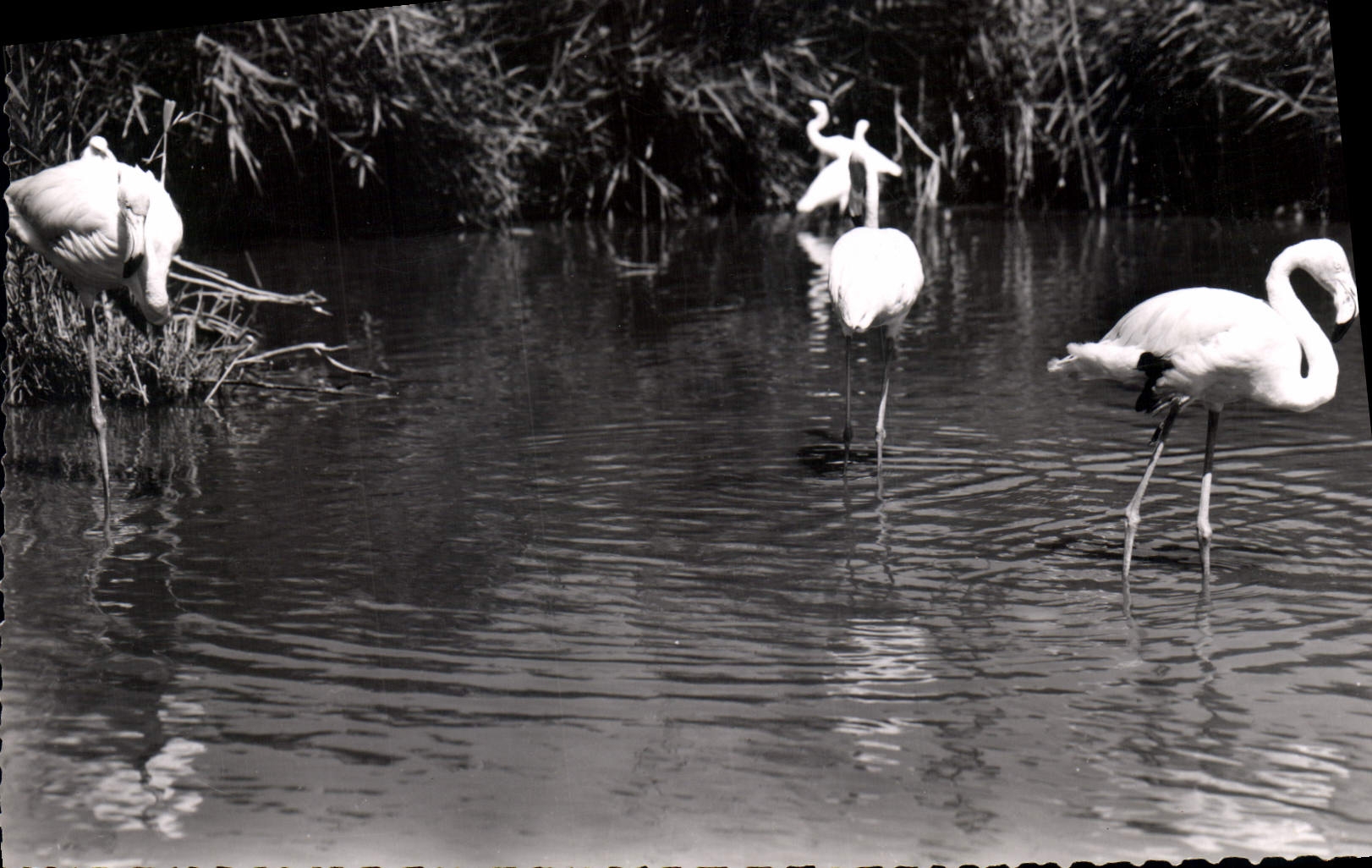 CPA En Camargue B du R Flamants roses