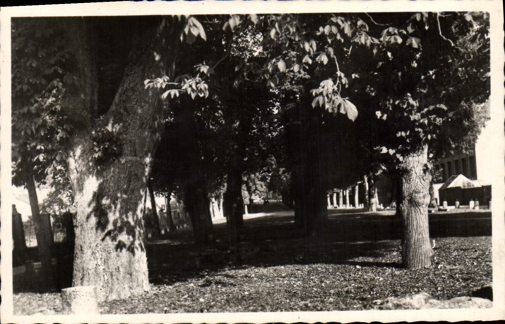 CPA Vezelay Nievre Grandes Promenades 