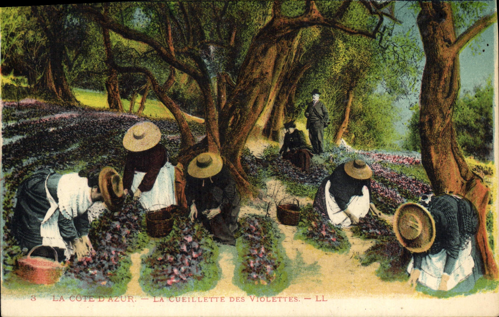 CPA La Cote d'Azur La Cueillette des Violettes