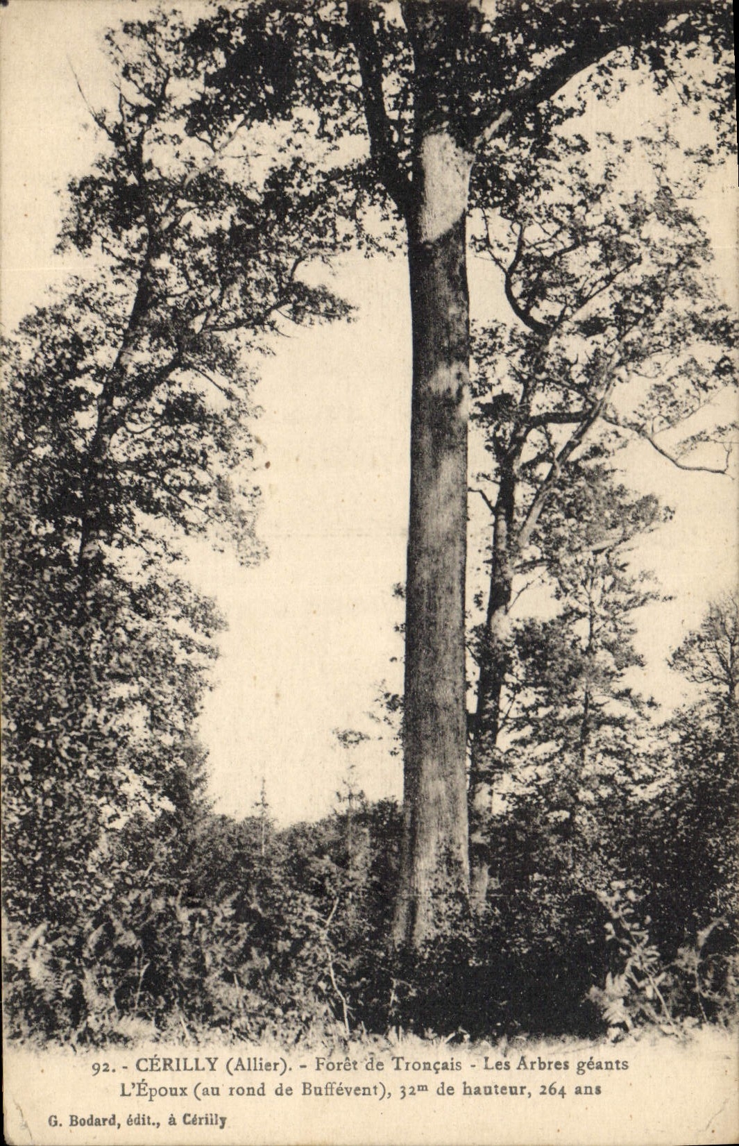CPA Cerillu Allier Forte de Troncais Les Arbres geants 