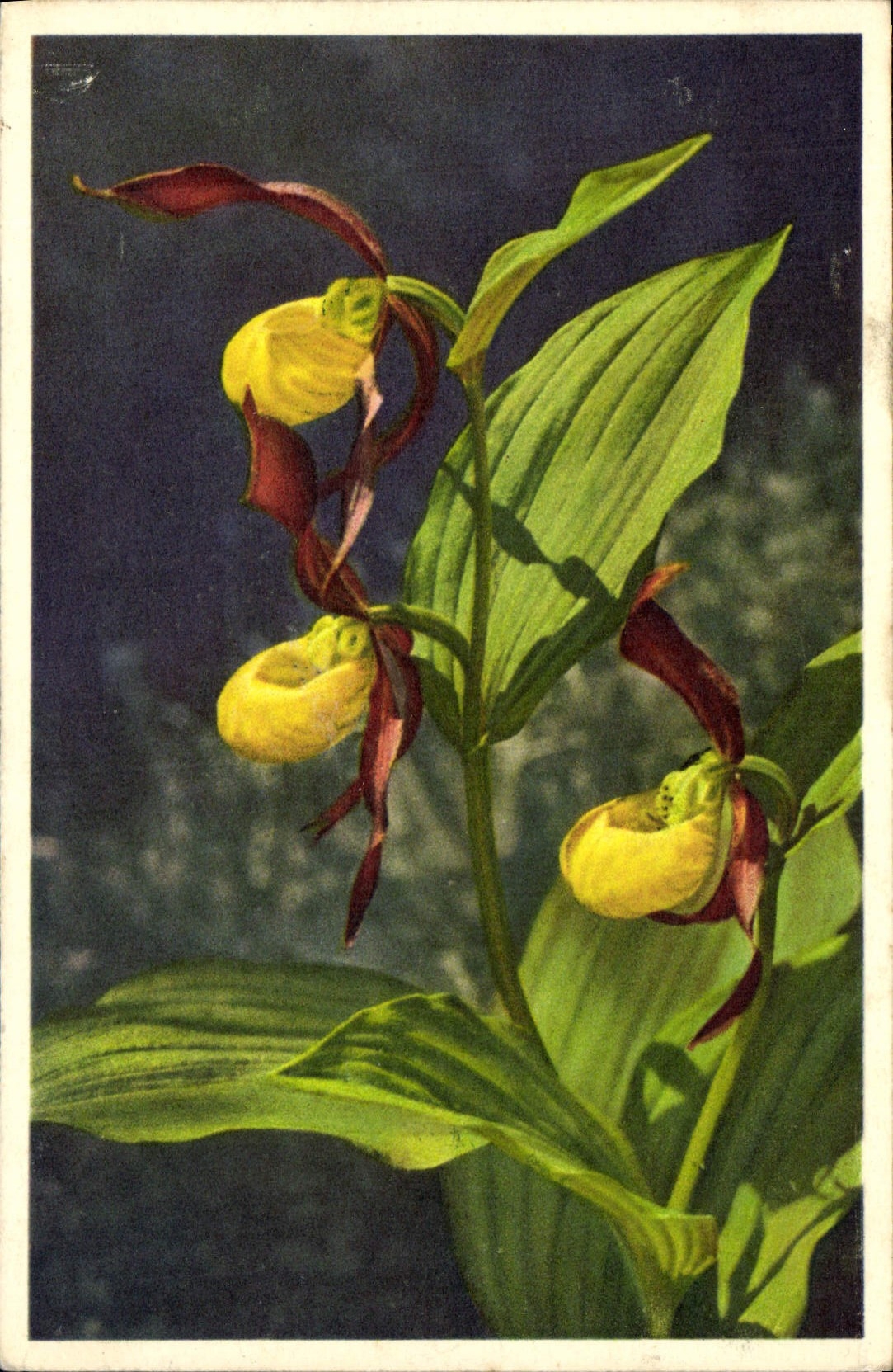 CPA Cypripedium calceolus Fleurs