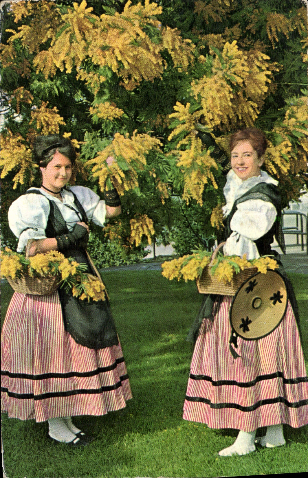 CPA Cote d'Azur et Provence Jeunes filles en costume de Nicoise cueilland du Mimosa